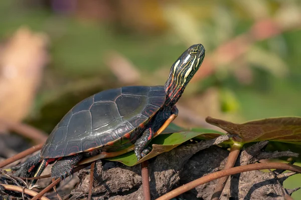 Midland Painted Turtle Tomando Sol Una Roca Rodeada Vegetación Acuática —  Fotos de Stock