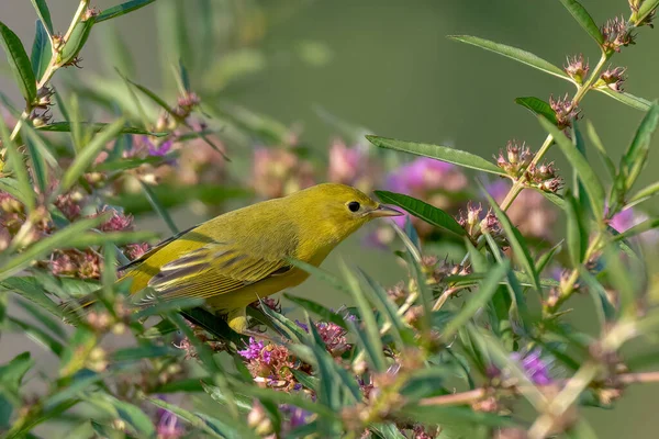 Amarelo Warbler Empoleirado Ramo Durante Migração Primavera — Fotografia de Stock