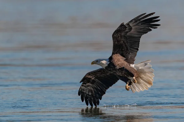 Kale Adelaar Vliegen Susquehanna Rivier Rechtenvrije Stockafbeeldingen