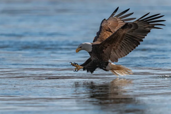 Águia Careca Americana Descendo Para Pegar Peixe Barragem Conowingo Fotografia De Stock