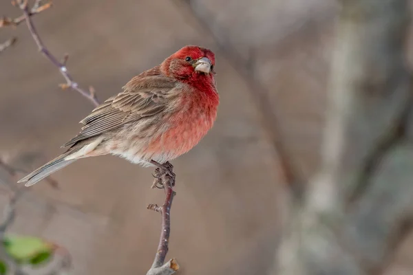 Male House Finch Perched Branch Stock Image