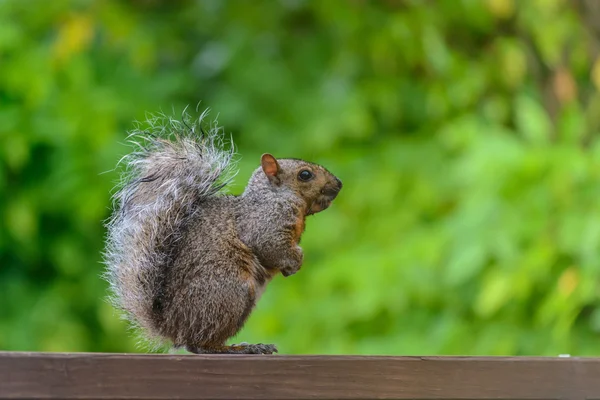 Grauhörnchen — Stockfoto