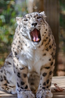 Kar Leoparı
