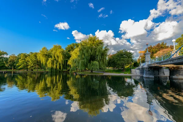 Weeping willow trees — Stock Photo, Image