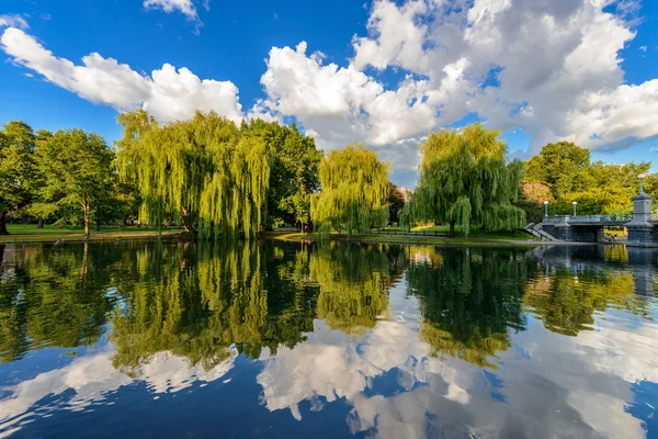 Weeping willow trees — Stock Photo, Image