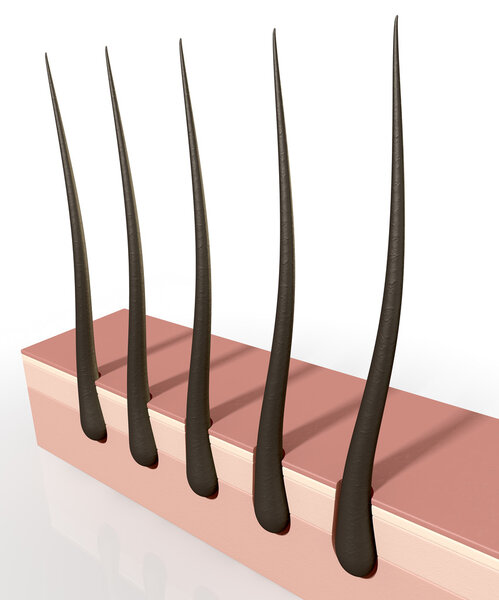 Сечение корней волос
