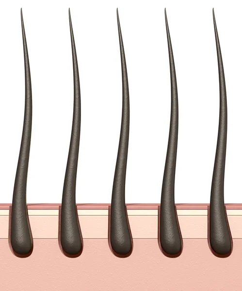 Hair Roots Cross Section — Stock Photo, Image