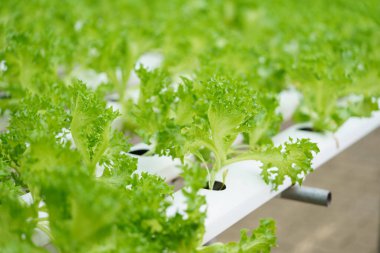 Toprak kullanmadan sebze yetiştirmek ya da başka bir tür Hidrofonik Sebze Yetiştirmek Organik sebze, gıda, sağlık, tarım, sınırlı alan