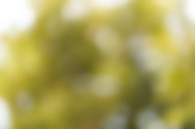 Bulanık yeşil doğa arkaplanı ve kopyalama alanı ile doğal ışık.