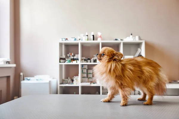 Small, but brave Portrait of cute little dog standing on the table while visiting veterinary clinic. Pet care concept