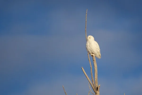 Watching Snowy Owl — Stock Photo, Image