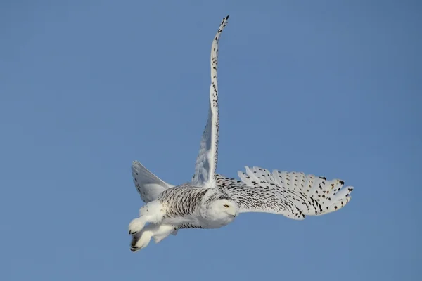 Sneeuwuil vlucht Fantastic — Stockfoto