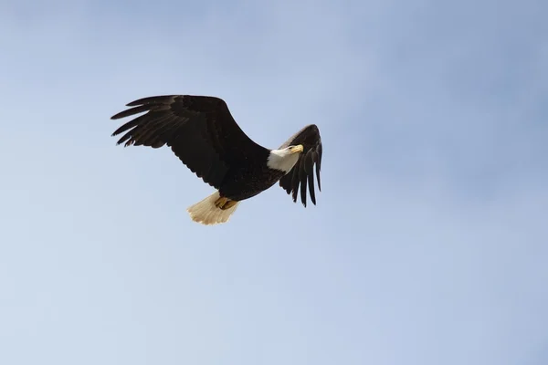 Majestic Bald eagle — Stock Photo, Image