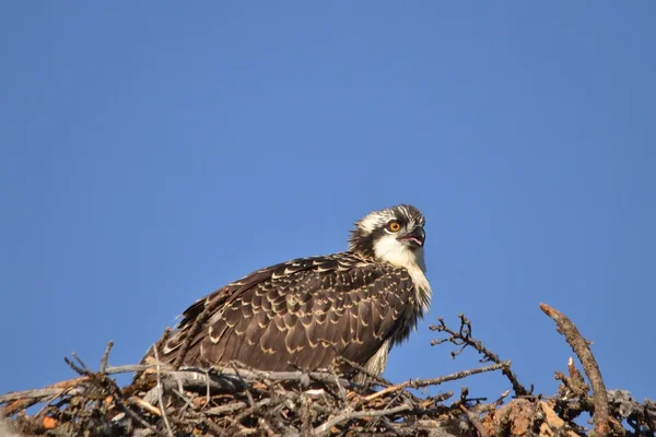 Almost time to fly the nest — Stock Photo, Image