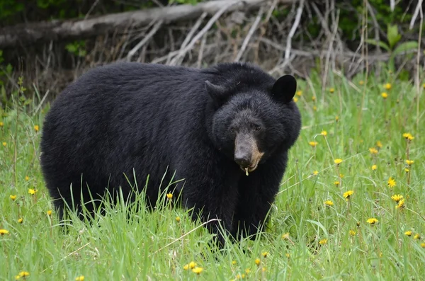 Negro oso comer — Foto de Stock