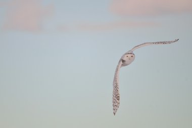 Kar baykuşu (Bubo scandiacus) günbatımında uçan
