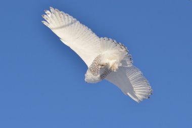 Kar baykuşu (Bubo scandiacus) aşağıdan uçan