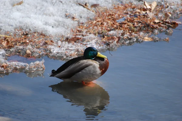 Stockente steht im flachen Wasser bei Schnee — Stockfoto