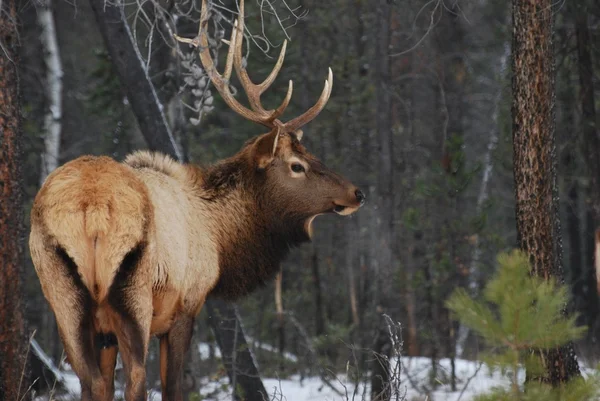 Elk di hutan bersalju — Stok Foto