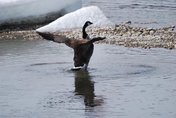 Canada Goose flapping wings while standing — Stock Photo, Image