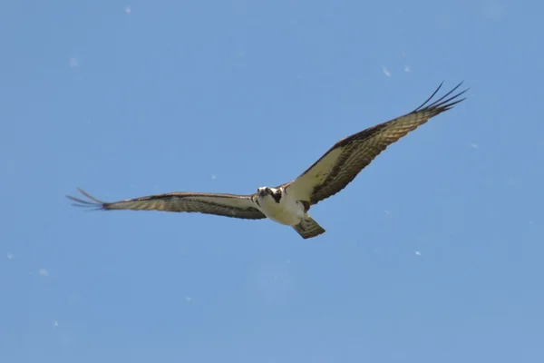 Osprey volando a través del polen del árbol — Foto de Stock