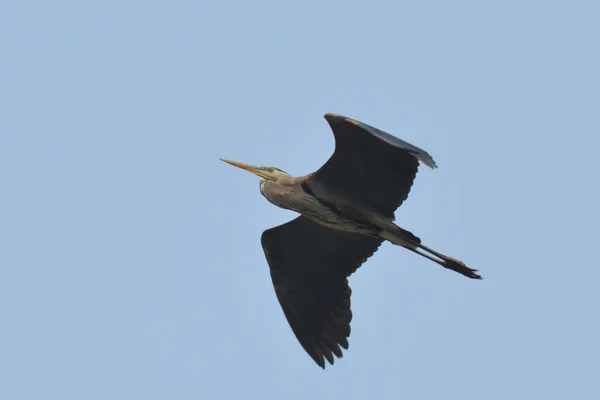 Great Blue Heron flying with downswept wing — Stock Photo, Image