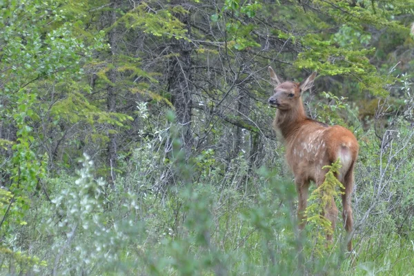 Elk Fawn di hutan — Stok Foto