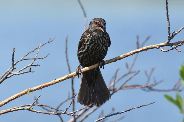 Female Red-winged Blackbird on a  branch — Stock Photo, Image