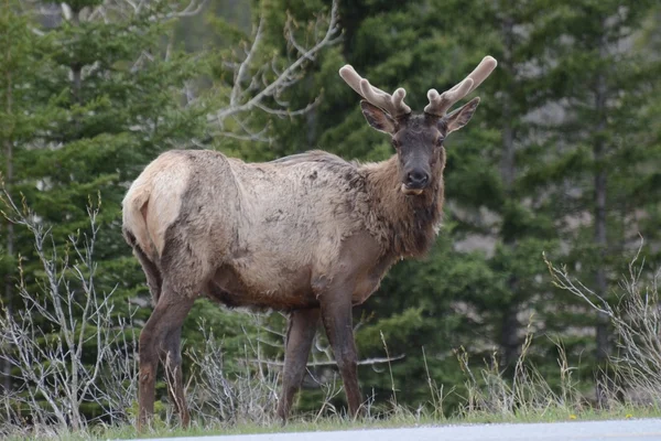 Yol kenarındaki Elk izlerken — Stok fotoğraf