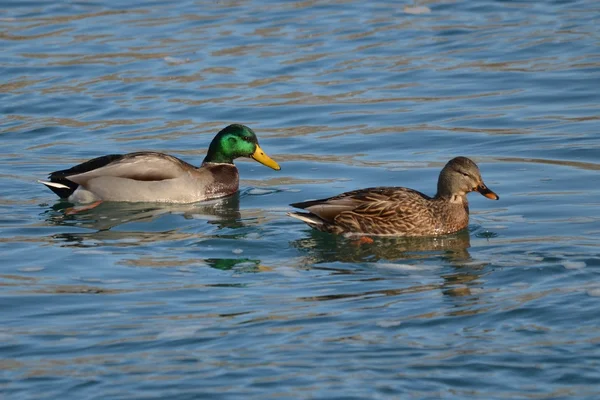 Stockentenmännchen und Stockentenweibchen zusammen — Stockfoto