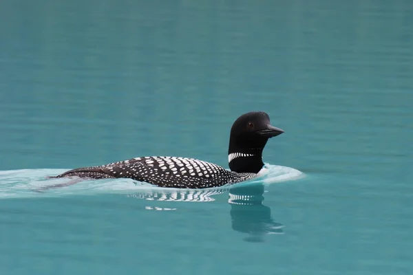 Plavání společný Loon — Stock fotografie