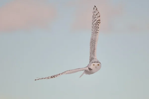 夕暮れ時の雪に覆われたフクロウ — ストック写真