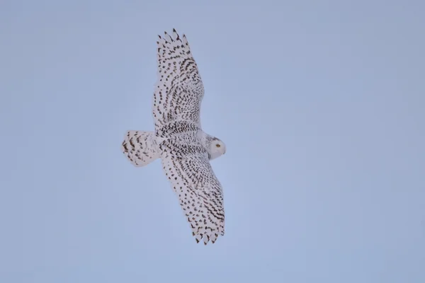 Fjälluggla flyger vid solnedgången — Stockfoto