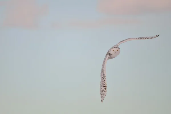 雪白的猫头鹰 (腹股沟淋巴结炎 scandiacus) 在日落时飞 — 图库照片