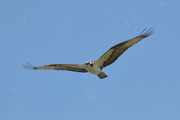 Osprey volando a través del polen del árbol Fotos De Stock