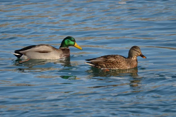 Birlikte erkek ve dişi yeşilbaş ördekler Telifsiz Stok Imajlar