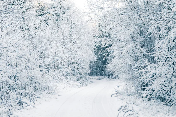 Een Prachtig Rustig Winterlandschap Het Landelijke Gebied Van Letland Noord — Stockfoto