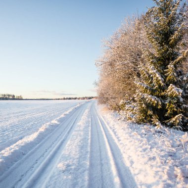 Kuzey Avrupa, Letonya 'nın kırsal kesiminde güzel ve sakin bir kış manzarası. Karla kaplı doğa manzarası.