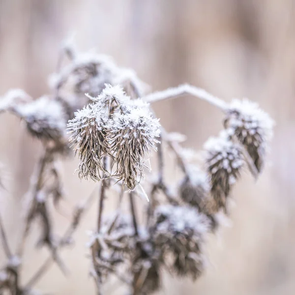 Paesaggio Invernale Bello Calmo Nella Zona Rurale Della Lettonia Nel — Foto Stock