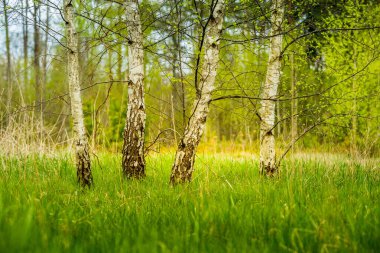 Güzel, taze, yeşil bir huş ağacı, bahar günü yapraklanır. Bahar mevsimi manzarası.