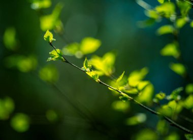 Güzel, taze, yeşil bir huş ağacı, bahar günü yapraklanır. Bahar mevsimi manzarası.