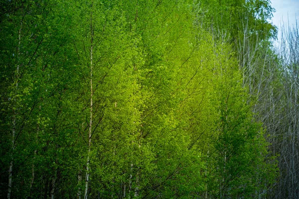 Güzel Taze Yeşil Bir Huş Ağacı Bahar Günü Yapraklanır Bahar — Stok fotoğraf