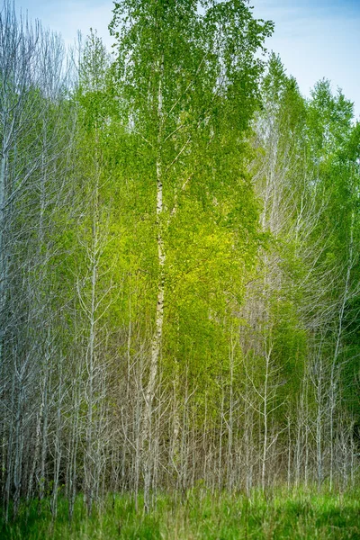 Beau Bouleau Vert Frais Laisse Ses Feuilles Printemps Paysage Saisonnier — Photo