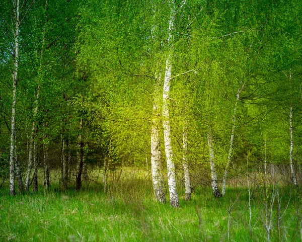 Beautiful Fresh Green Birch Tree Leaves Spring Day Spring Seasonal — Stock Photo, Image