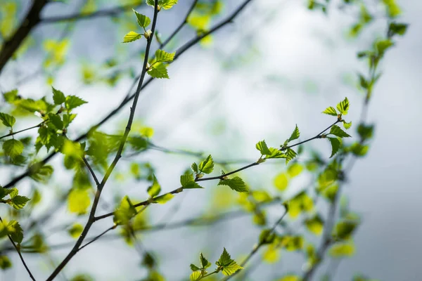 Güzel Taze Yeşil Bir Huş Ağacı Bahar Günü Yapraklanır Bahar — Stok fotoğraf