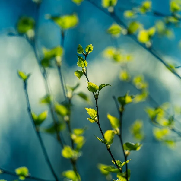 Krásná Svěží Zelená Bříza Listí Jarním Dni Jarní Sezónní Scenérie — Stock fotografie