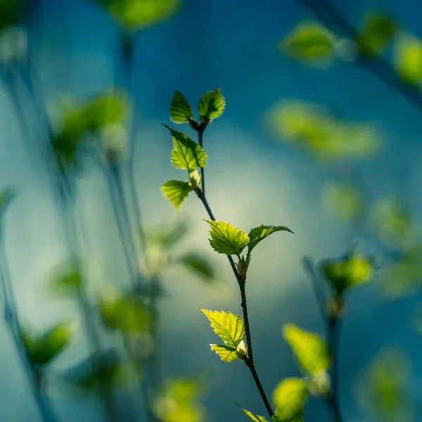 Eine Schöne Frische Grüne Birke Blättert Frühlingstag Saisonale Frühlingskulisse — Stockfoto