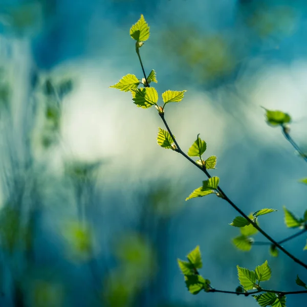 Piękna Świeża Zielona Brzoza Liści Wiosenny Dzień Wiosenne Krajobrazy Sezonowe — Zdjęcie stockowe
