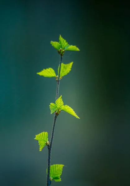 Una Bella Fresca Betulla Verde Foglie Nella Giornata Primaverile Primavera — Foto Stock