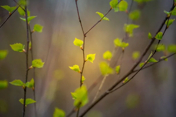 Una Bella Fresca Betulla Verde Foglie Nella Giornata Primaverile Primavera — Foto Stock